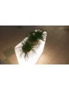 Pastatomas šviestuvas flowerpot 3, Nowodvorski